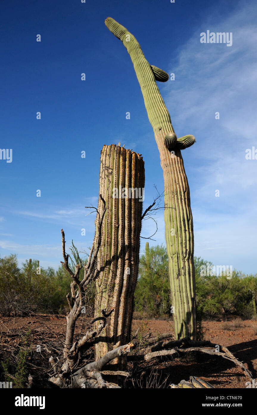 Un cactus Saguaro (Carnegiea gigantea), vandalizzato da arma da fuoco, risiede nella foresta Ironwood monumento nazionale, Eloy, Arizona, Stati Uniti. Foto Stock