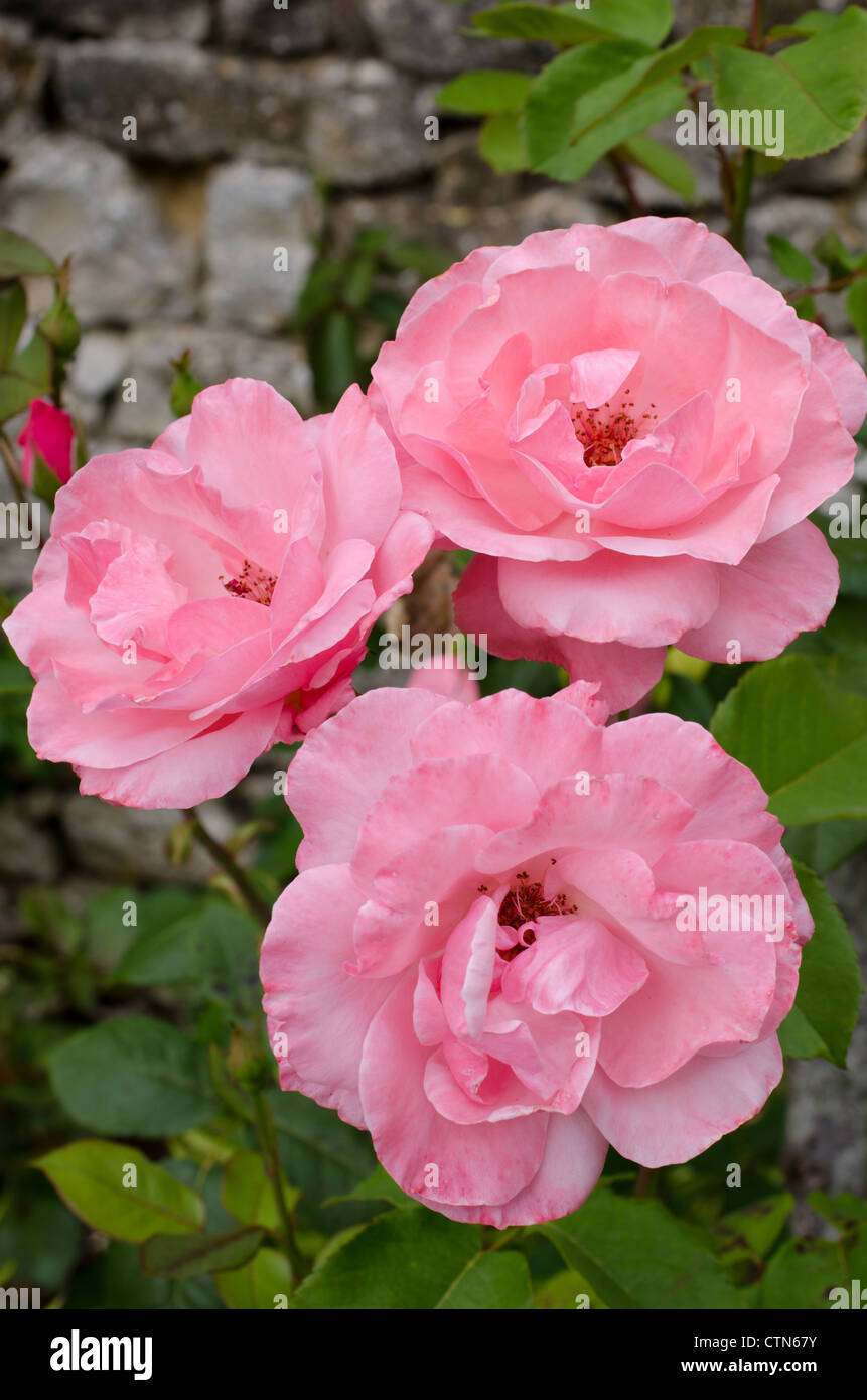 Tre rose rosa Foto Stock