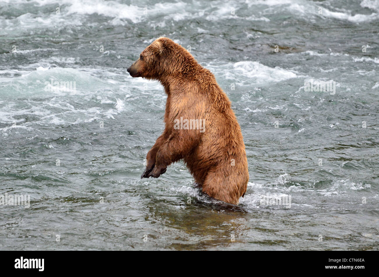 Un orso bruno in piedi sulle zampe posteriori nel fiume Brooks. Parco Nazionale e Riserva di Katmai. Alaska, Stati Uniti d'America. Foto Stock