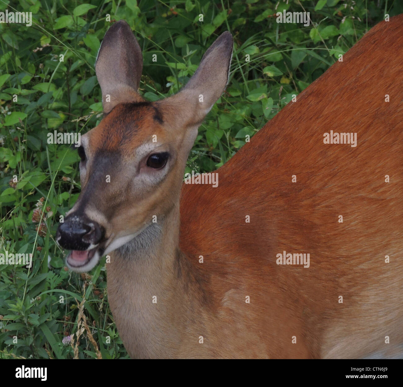 White-tailed Doe (Odocoileus virginianus) Cades Cove area della Smoky Mountains National Park, Tennessee. Foto Stock