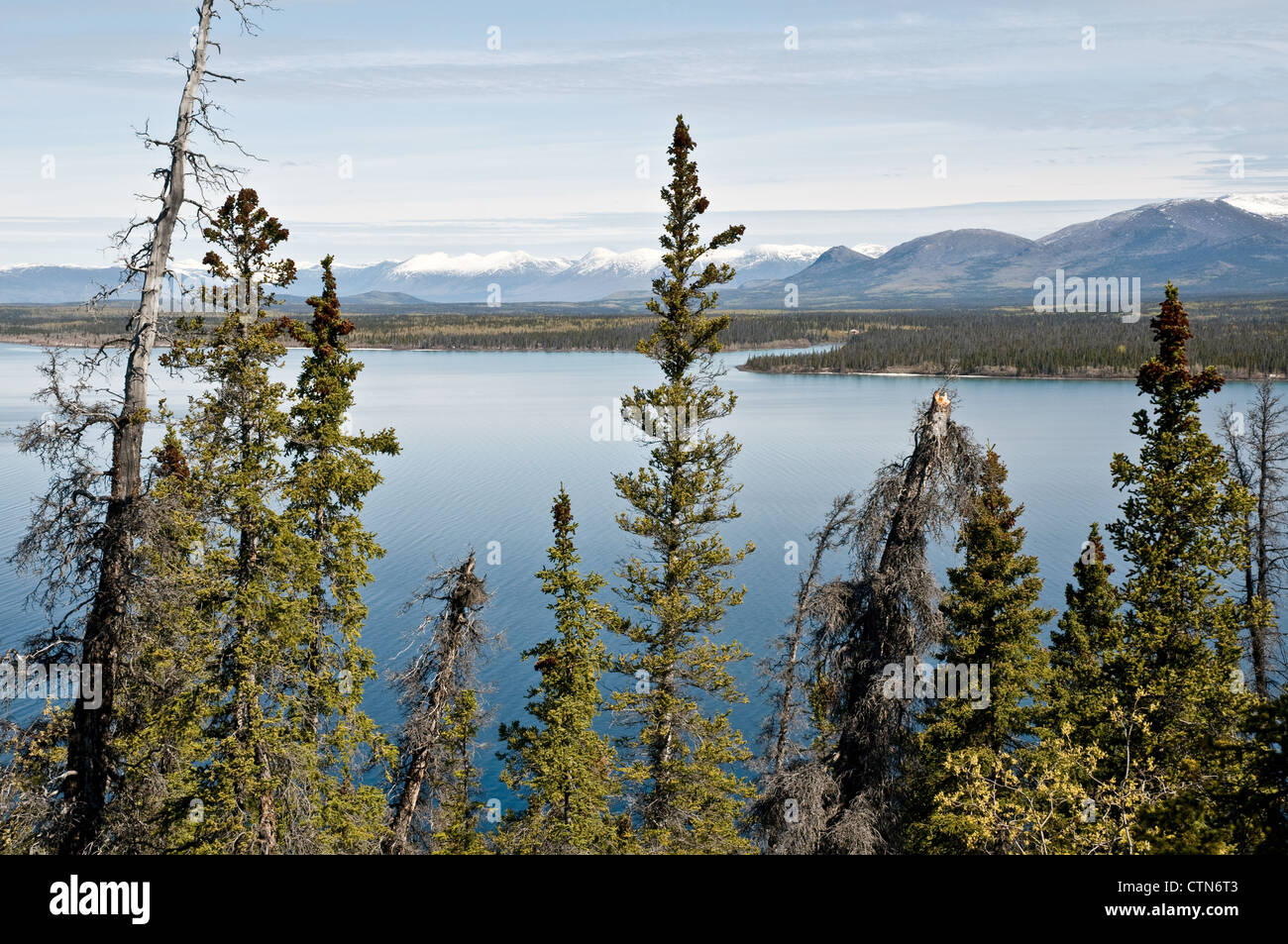 Una vista del lago Kathleen e della foresta boreale conifera vista dal sentiero escursionistico di Cottonwood nel Parco Nazionale di Kluane, territorio di Yukon, Canada. Foto Stock