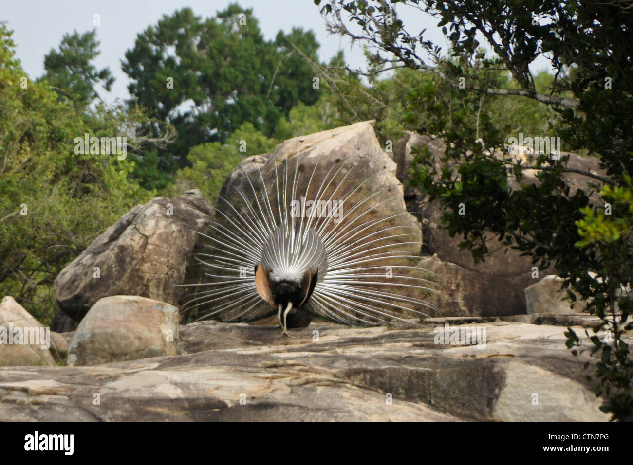 Maschio blu indiano peafowl (peacock) visualizzare (vista posteriore), Yala National Park, Sri Lanka Foto Stock