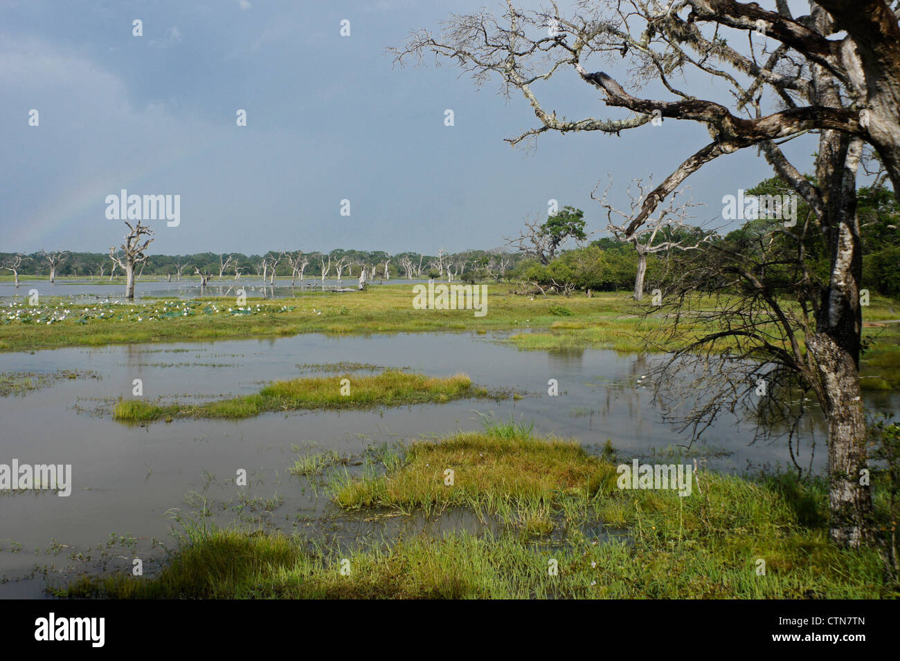 Serbatoio e vegetazione del parco nazionale Yala, Sri Lanka Foto Stock