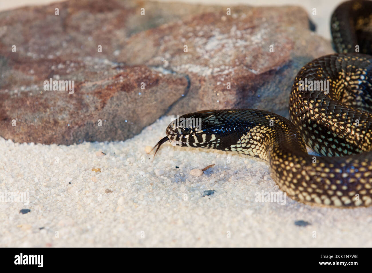 Il serpente del regno del deserto, Lampropeltis splendida, a McLeansville, Carolina del Nord. Foto Stock