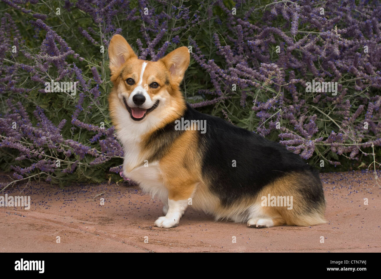 Pembroke Welsh Corgi seduta Foto Stock