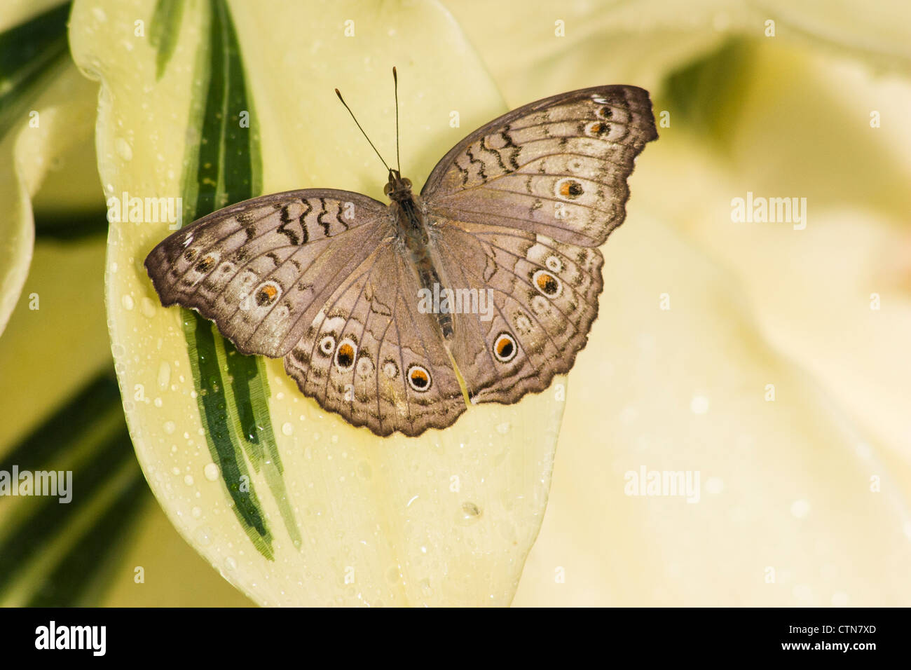 Grey Pansy Butterfly, atliti Junonia, nel Conservatorio delle farfalle di Cecil B Day in Callaway Gardens, Pine Mountain, Georgia. Foto Stock
