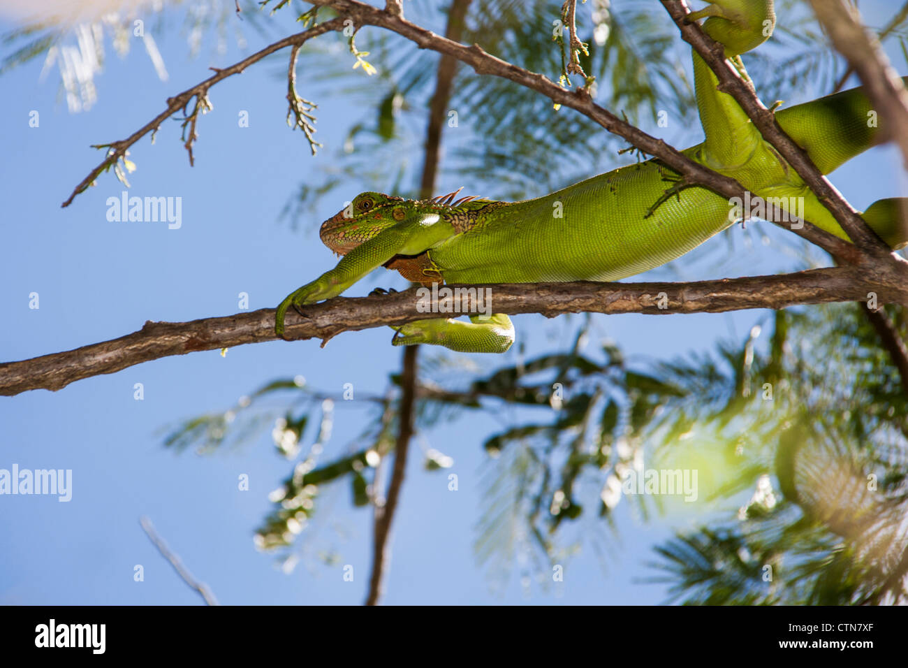 Iguana verde o 'comune Iguana', Iguana iguana, in Costa Rica Foto Stock