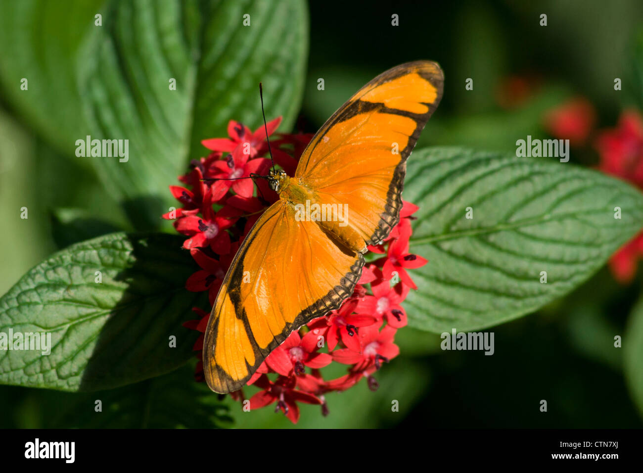 Julia Longwing Butterfly, Dryas julia, al Callaway Gardens Cecil B Day Butterfly Center, Pine Mountain, Georgia. Foto Stock