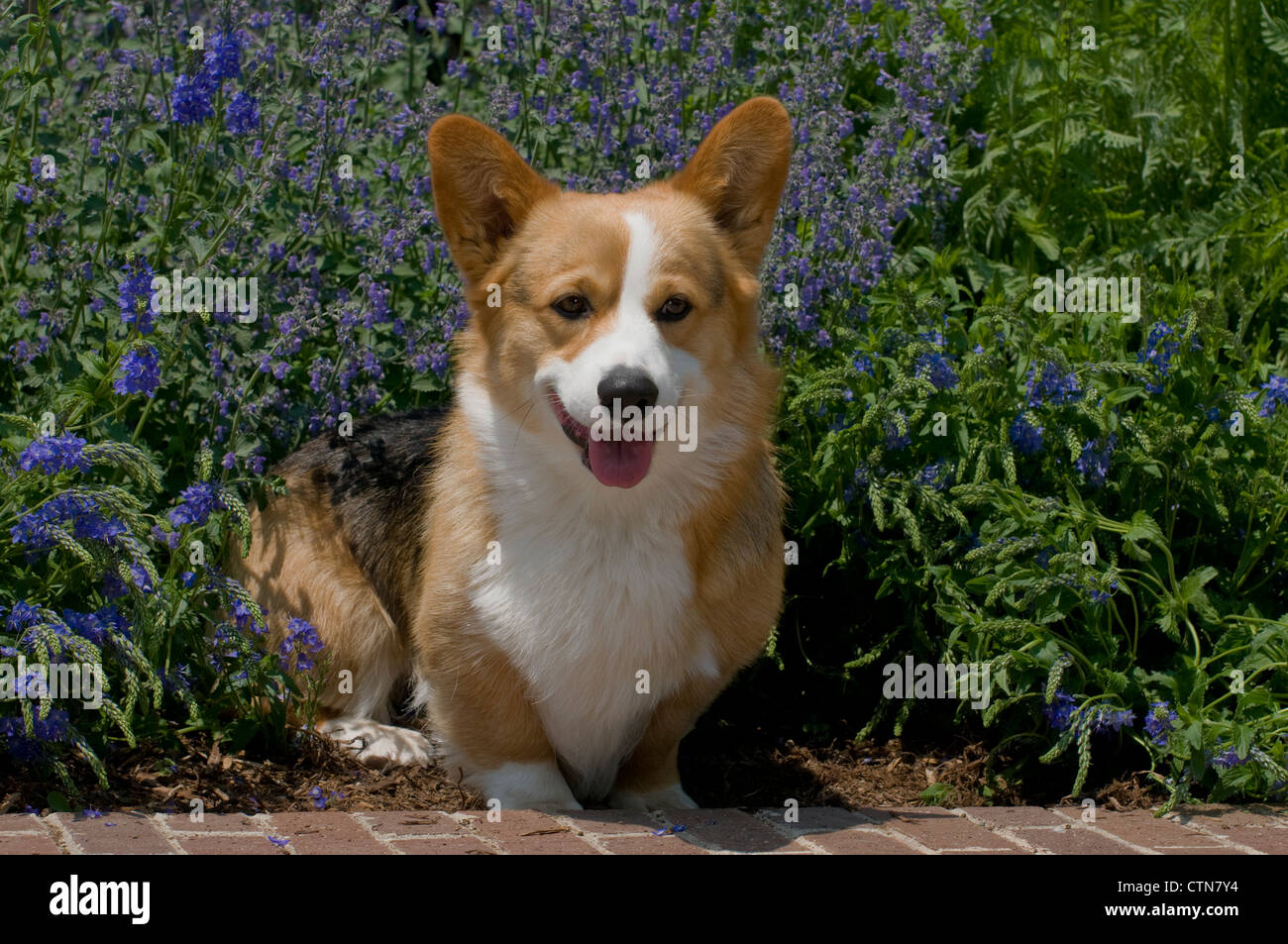 Welsh Corgi seduta con fiori dietro Foto Stock