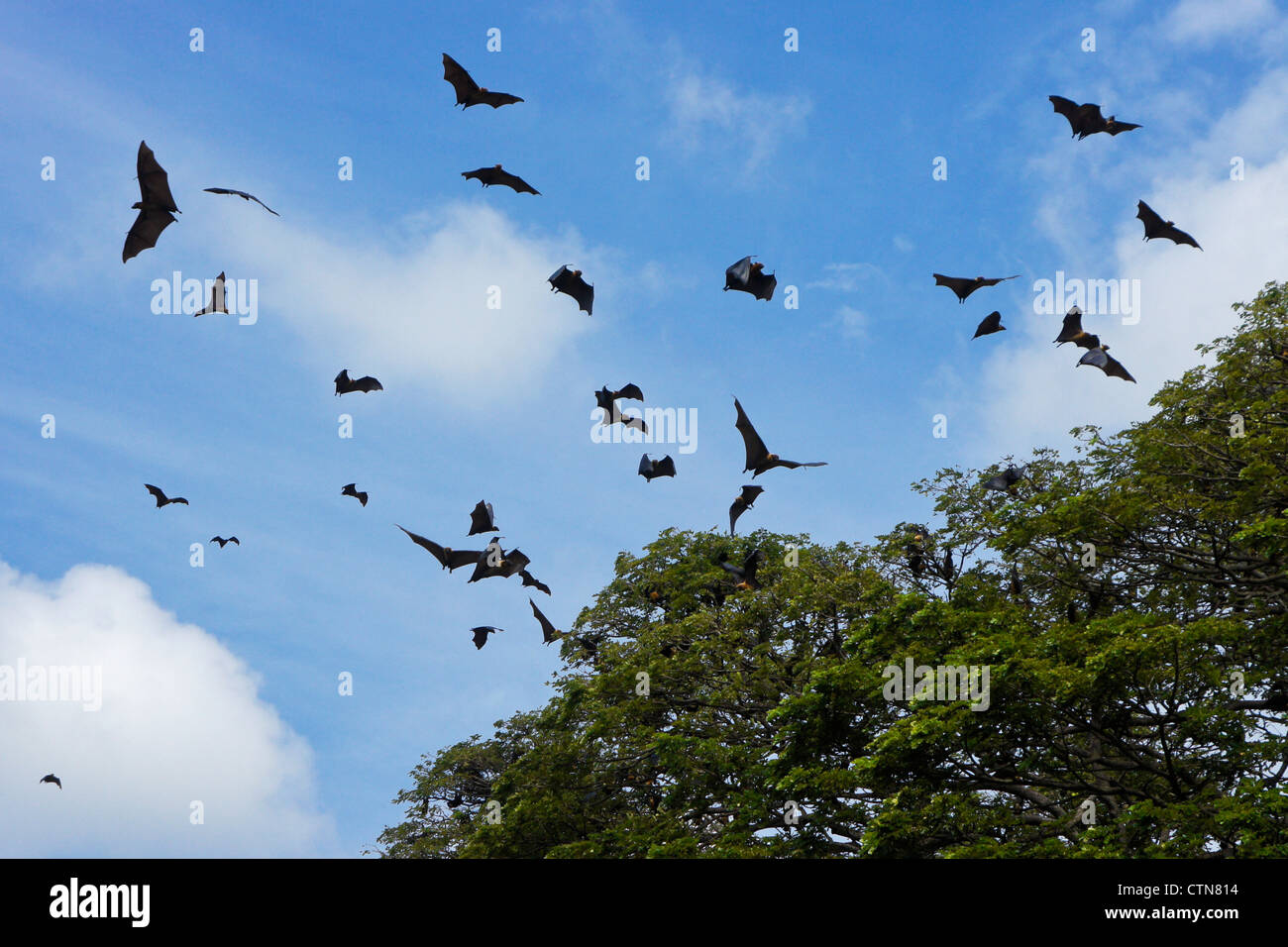 Le volpi volanti (Indiano volpi volanti) volando sopra la struttura di pioggia, Tissamaharama, Sri Lanka Foto Stock