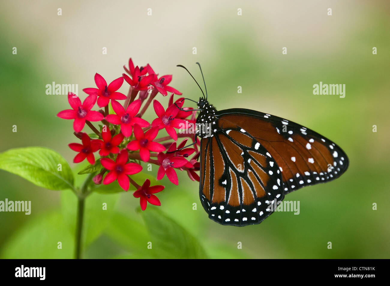 Regina butterfly (Danaus gilippus) su fiori di colore rosso Foto Stock