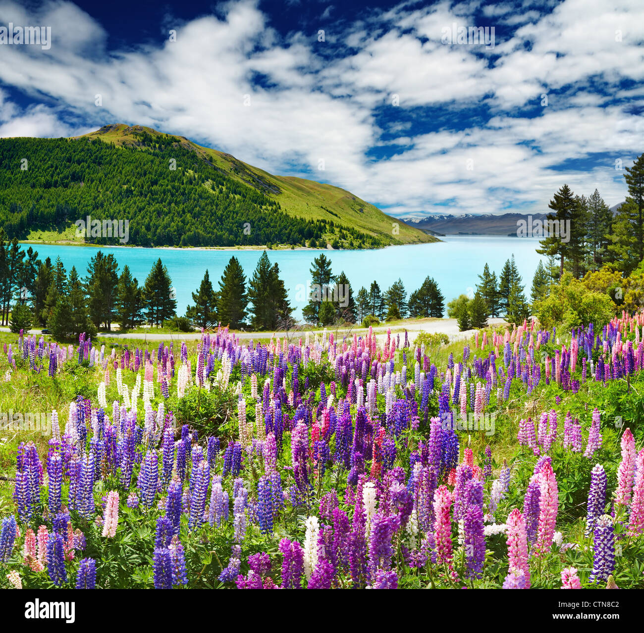 Paesaggio con lago e fiori, Nuova Zelanda Foto Stock