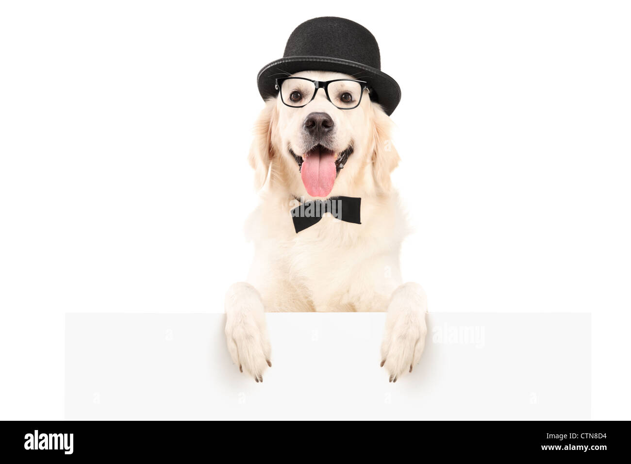 Un cane con il cappello ed il filtro bow tie in piedi dietro un pannello bianco, isolato su sfondo bianco Foto Stock