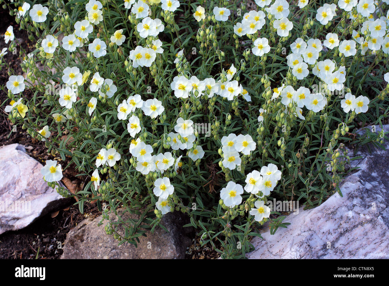 White Rock rose fiori Helianthemum apenninum Foto Stock