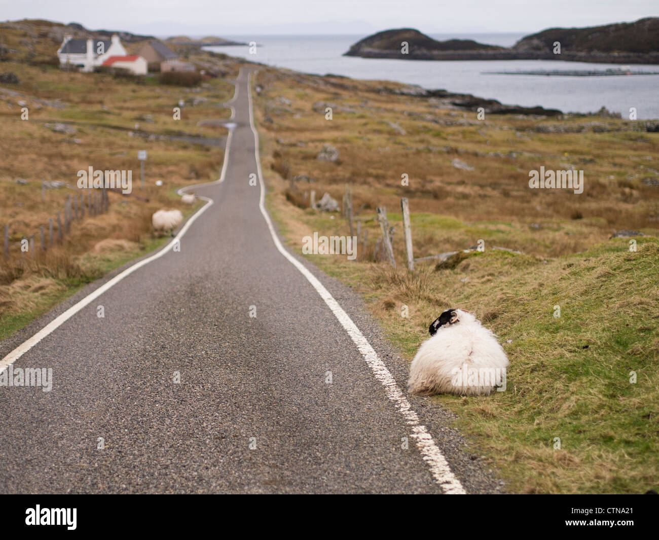 Pecore da una singola via strada, Stockinish, Isle of Harris Foto Stock