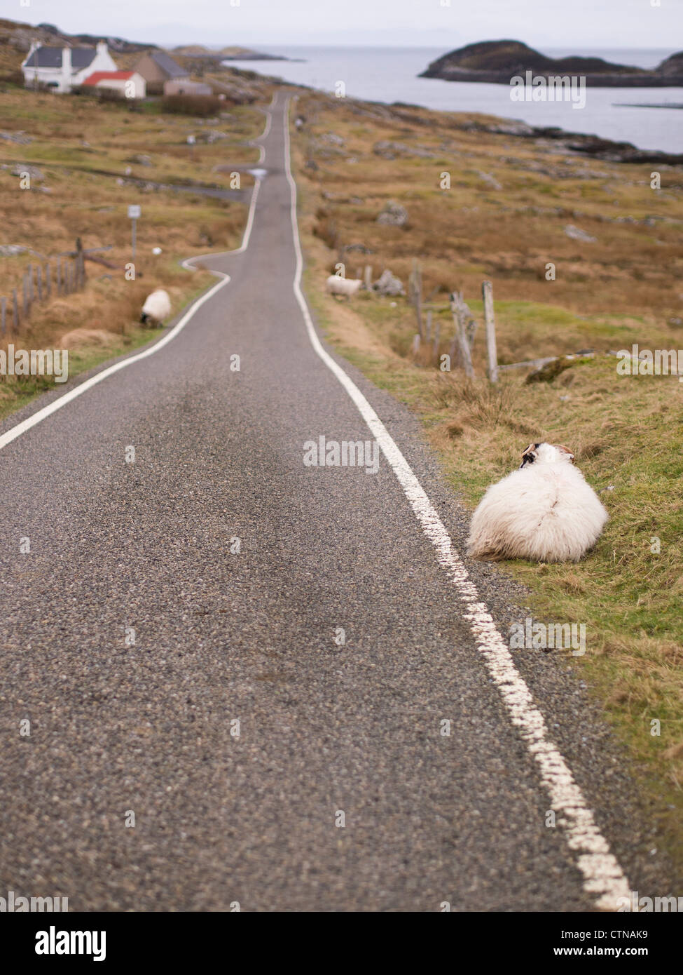Pecore da una singola via strada, Stockinish, Isle of Harris Foto Stock