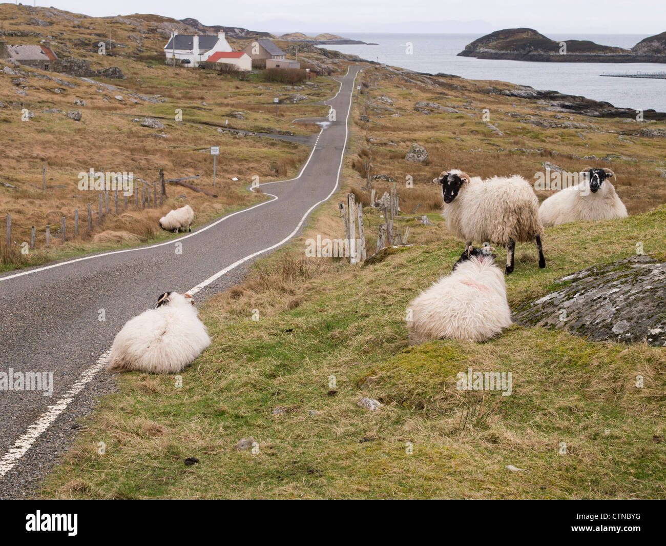 Pecore da una singola via strada, Stockinish, Isle of Harris Foto Stock