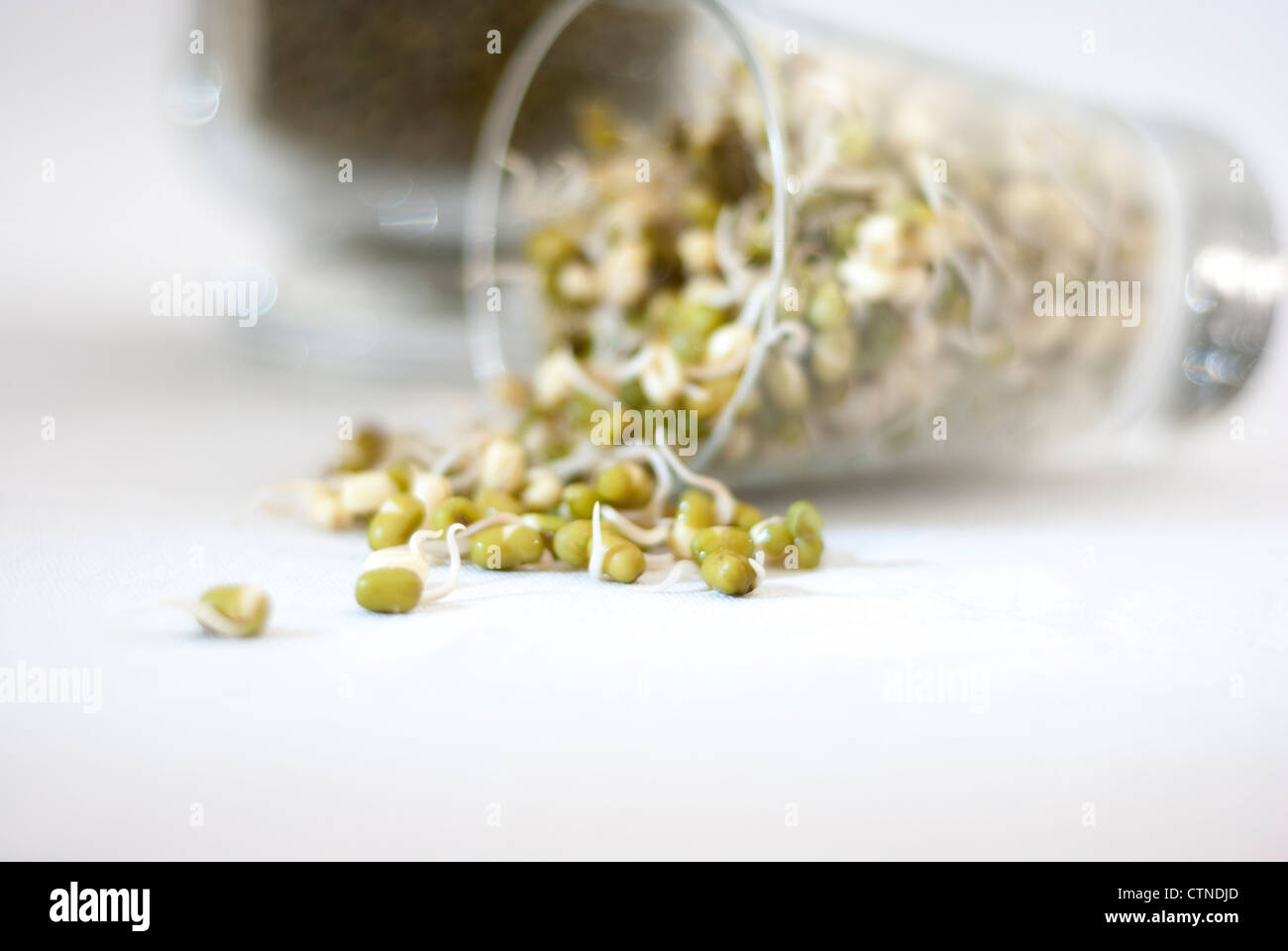 La germogliazione di Mung Bean riversandosi su bianco Foto Stock