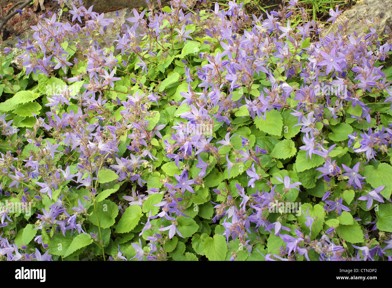 Campanula poscharskyana tallonamento serbo campanule campanula blossom Foto Stock