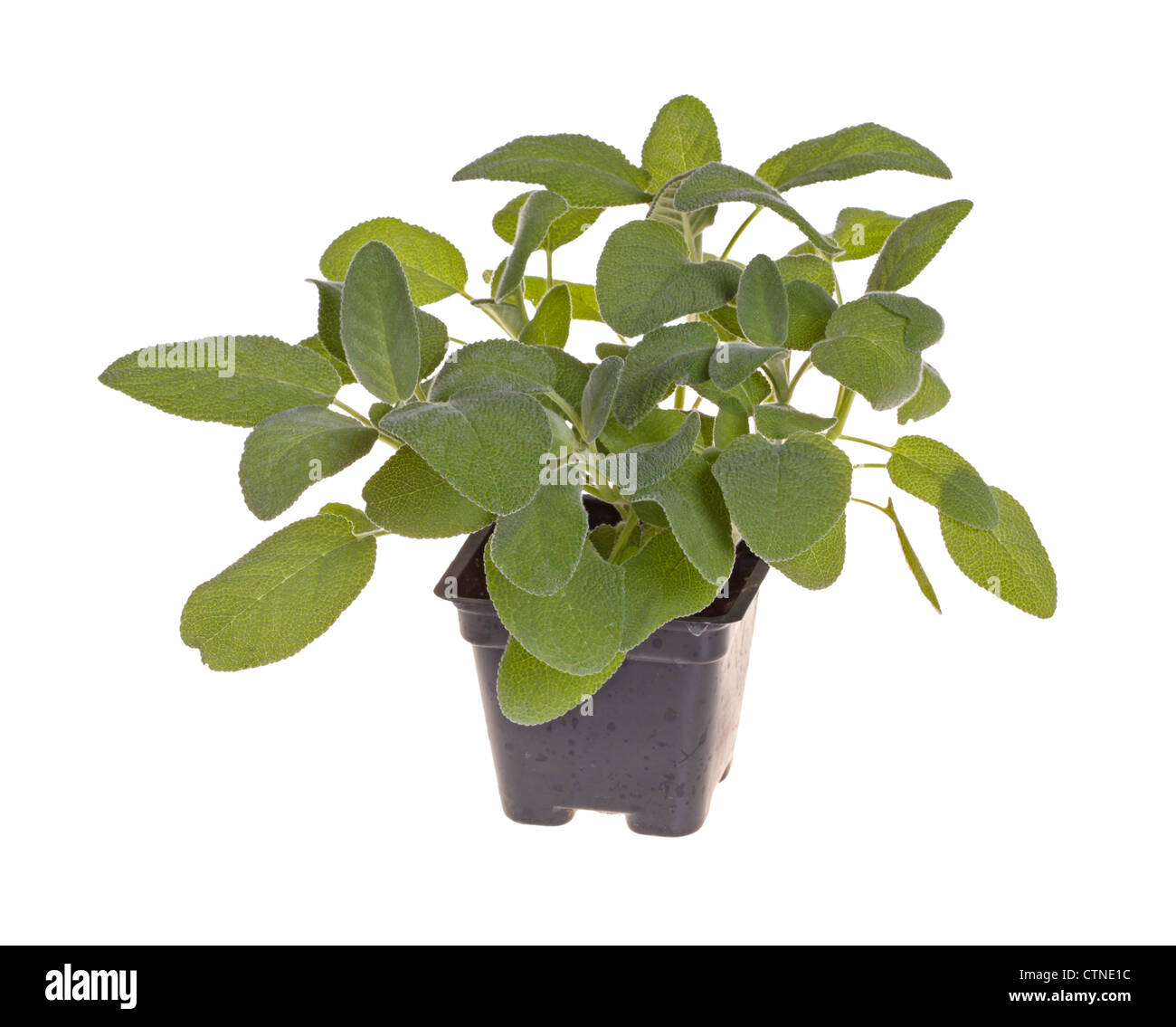 Pianta piccola del giardino erba salvia (Salvia officinalis) cultivar: Berggarten in una plastica nera pot Foto Stock