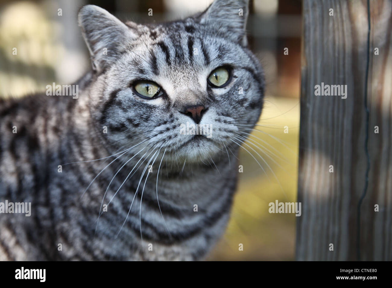 British capelli corti Silver Spotted Cat Foto Stock