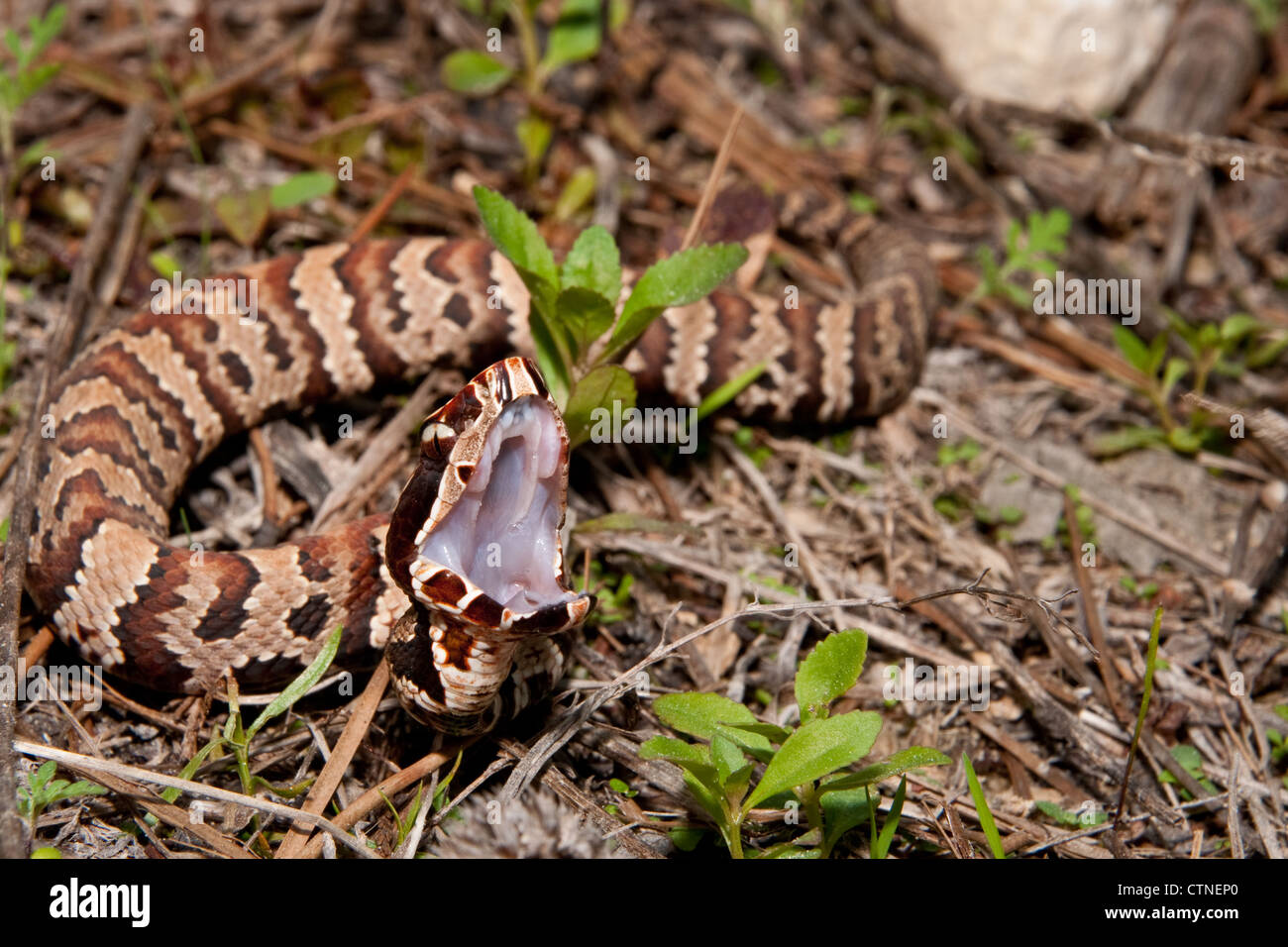 Cottonmouth (Agkistrodon piscivorus) Foto Stock