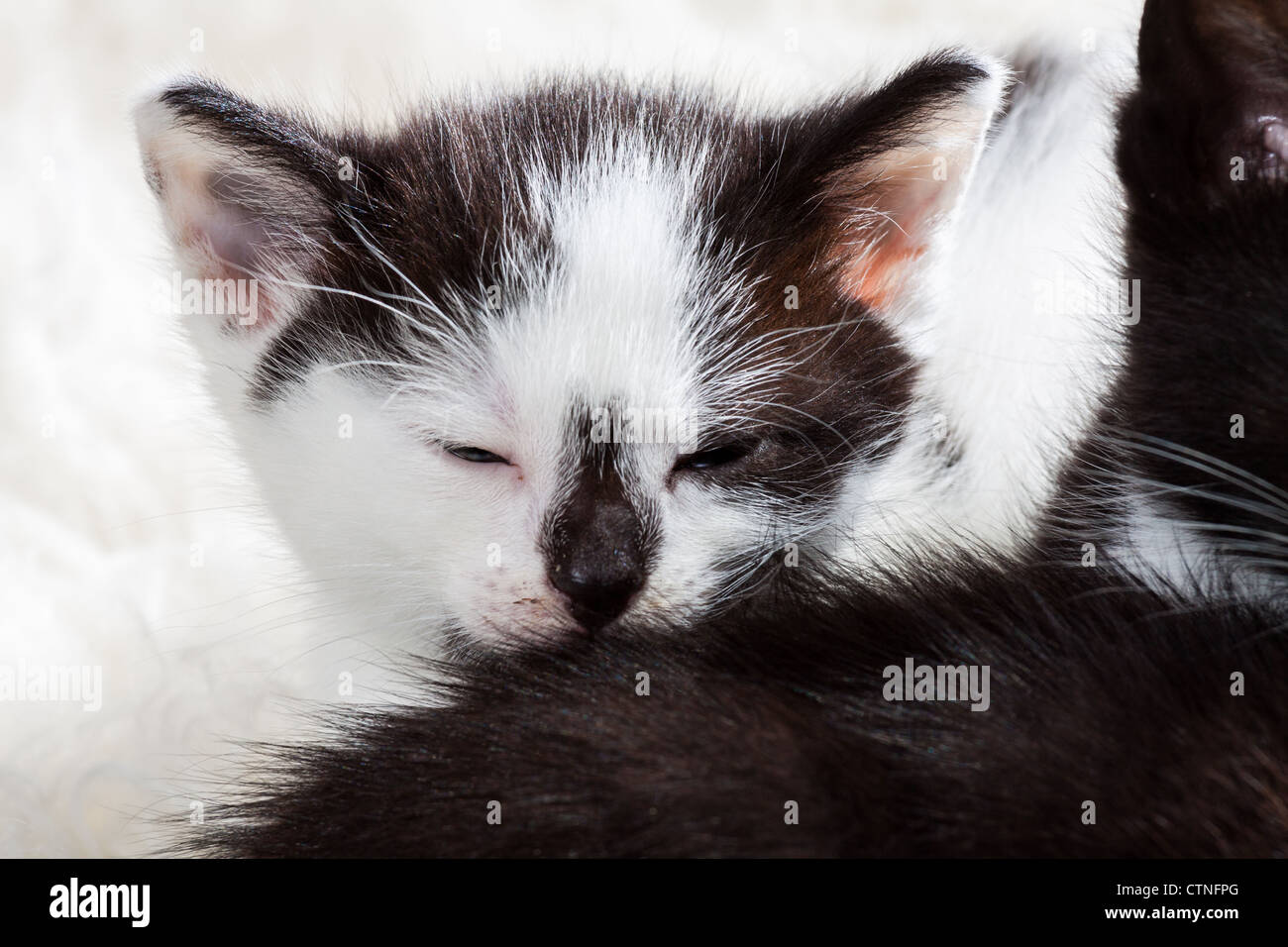 Gattino addormentarsi Foto Stock