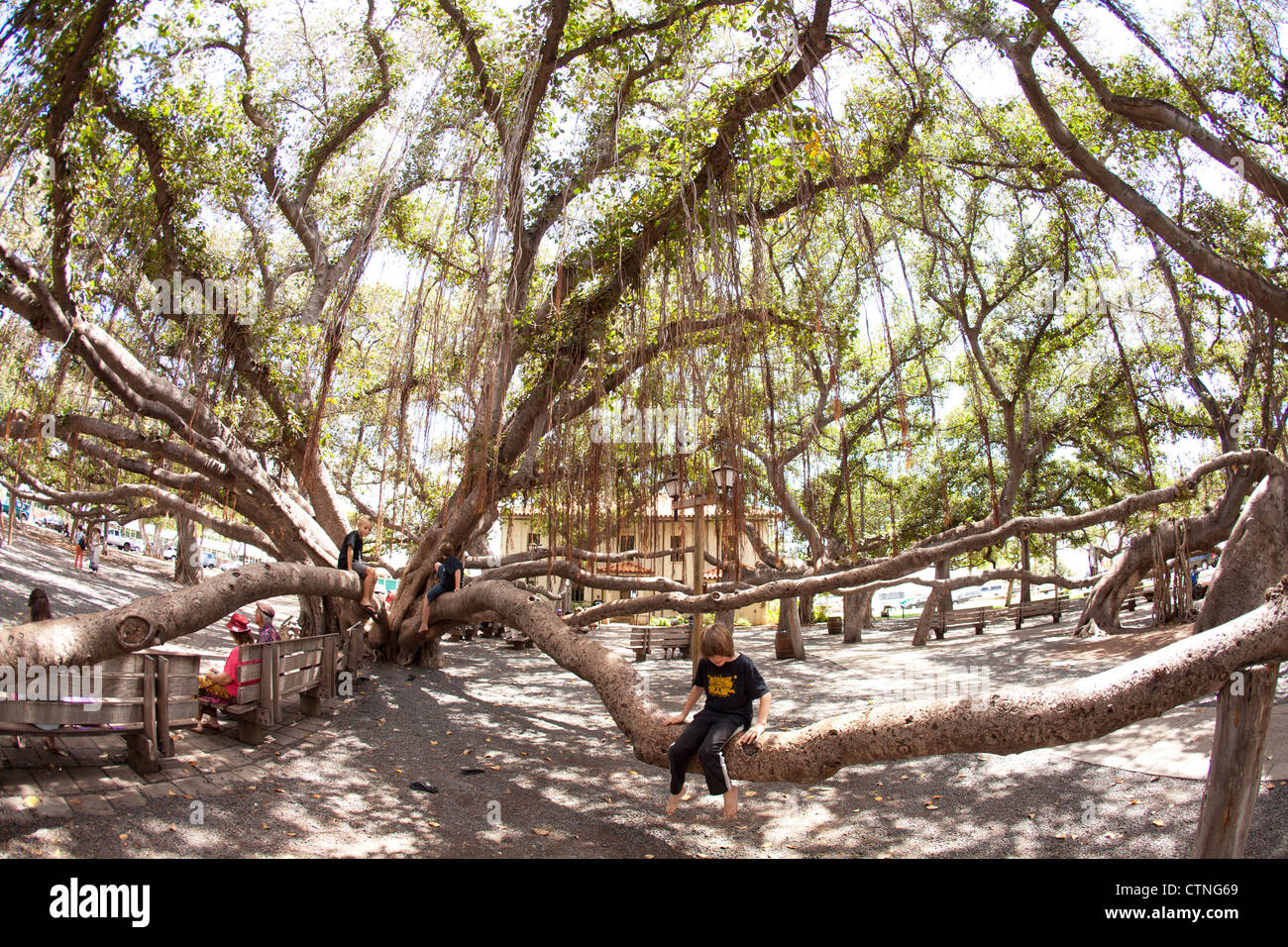 Grandi banyan tree, Maui, Hawaii. Foto Stock