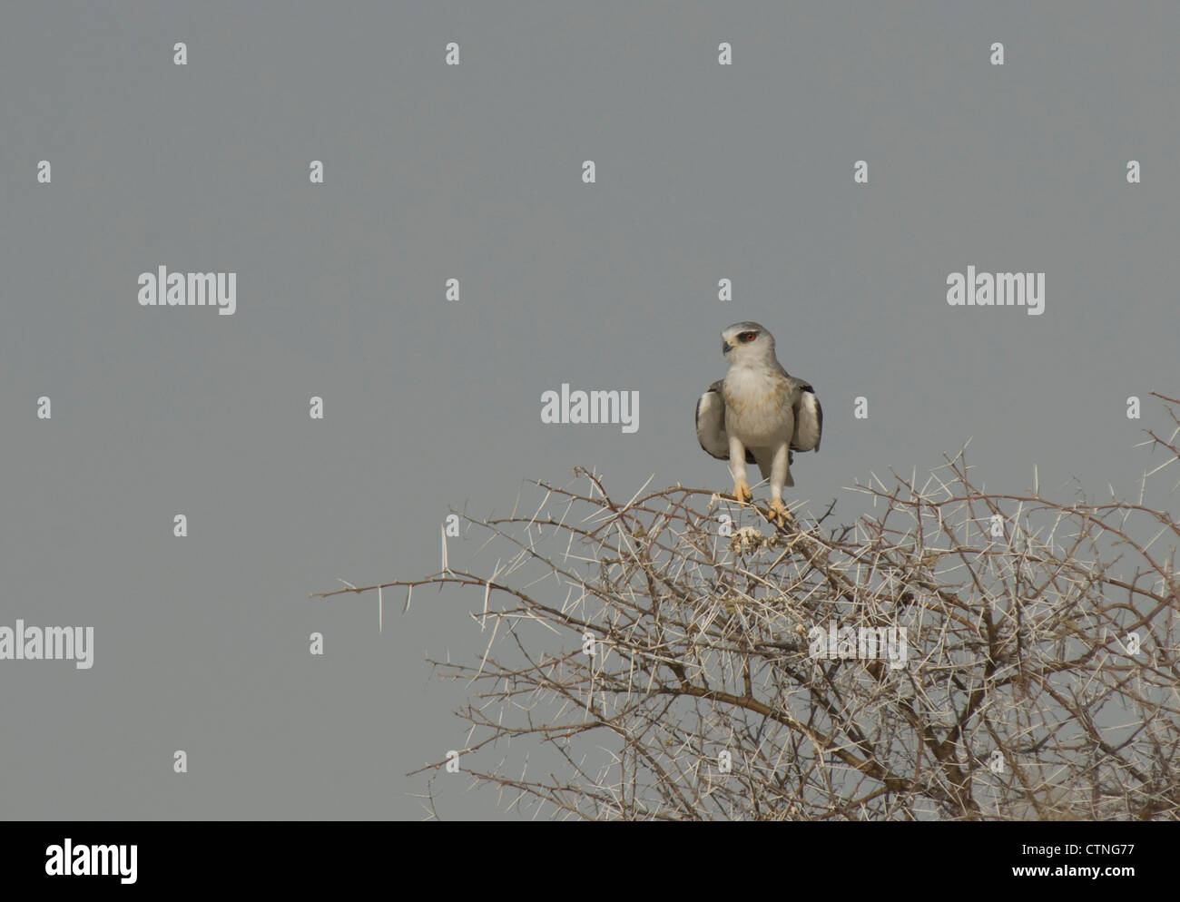 Nero-spallamento o black-winged Kite (Elanus caeruleus) in Etosha National Park, Namibia Foto Stock