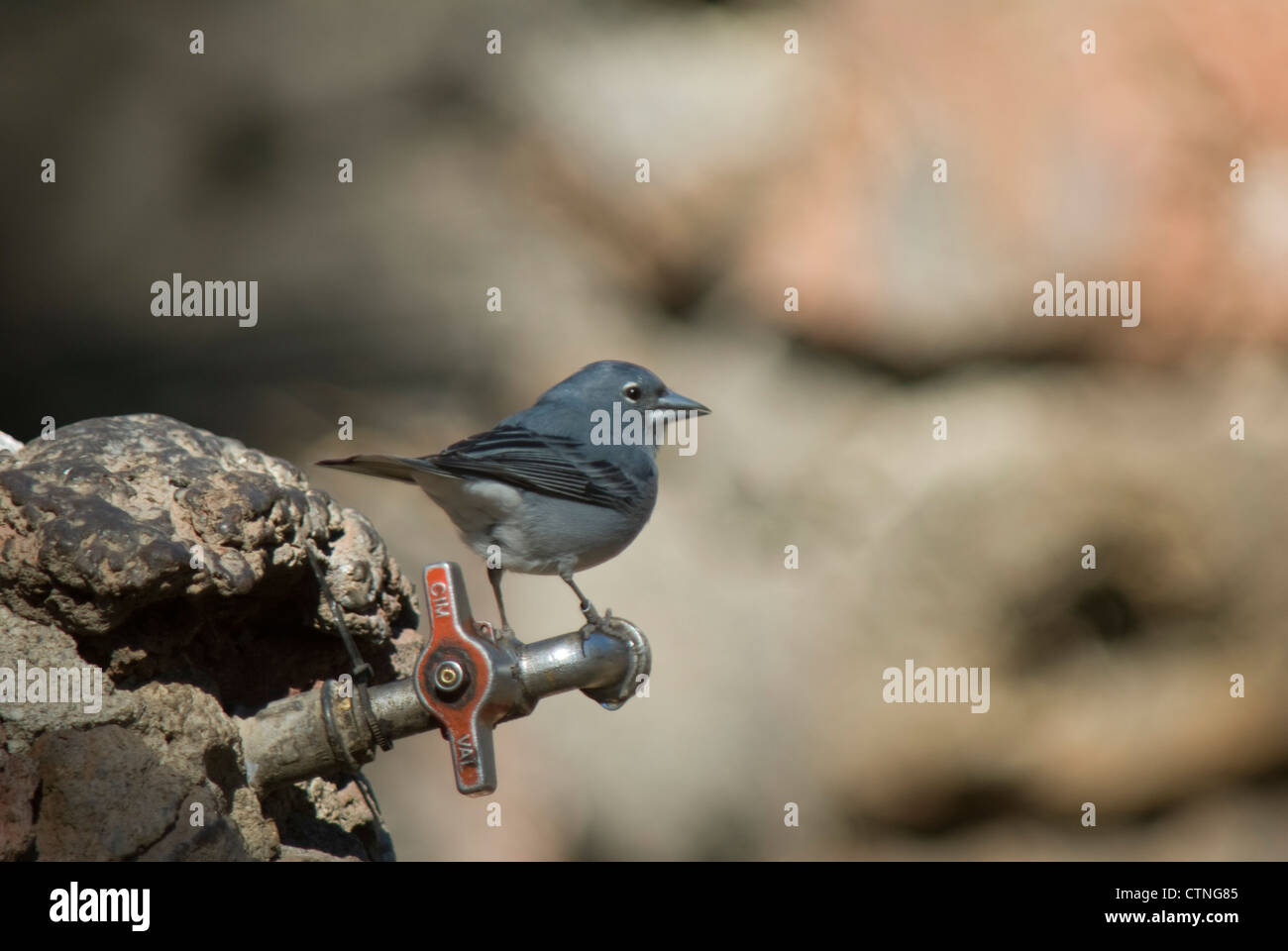 Fringuello azzurro (Fringilla teydea) su un campeggio tocca, Tenerife Foto Stock