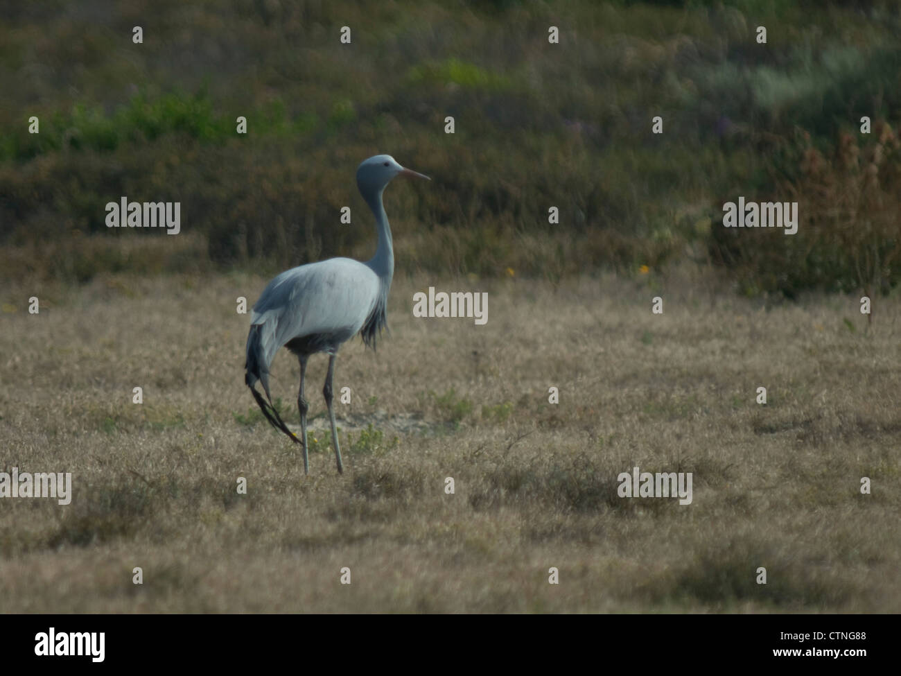 Blue Crane (Anthropoides paradiseus) in un campo di Lambert's Bay, Sud Africa Foto Stock
