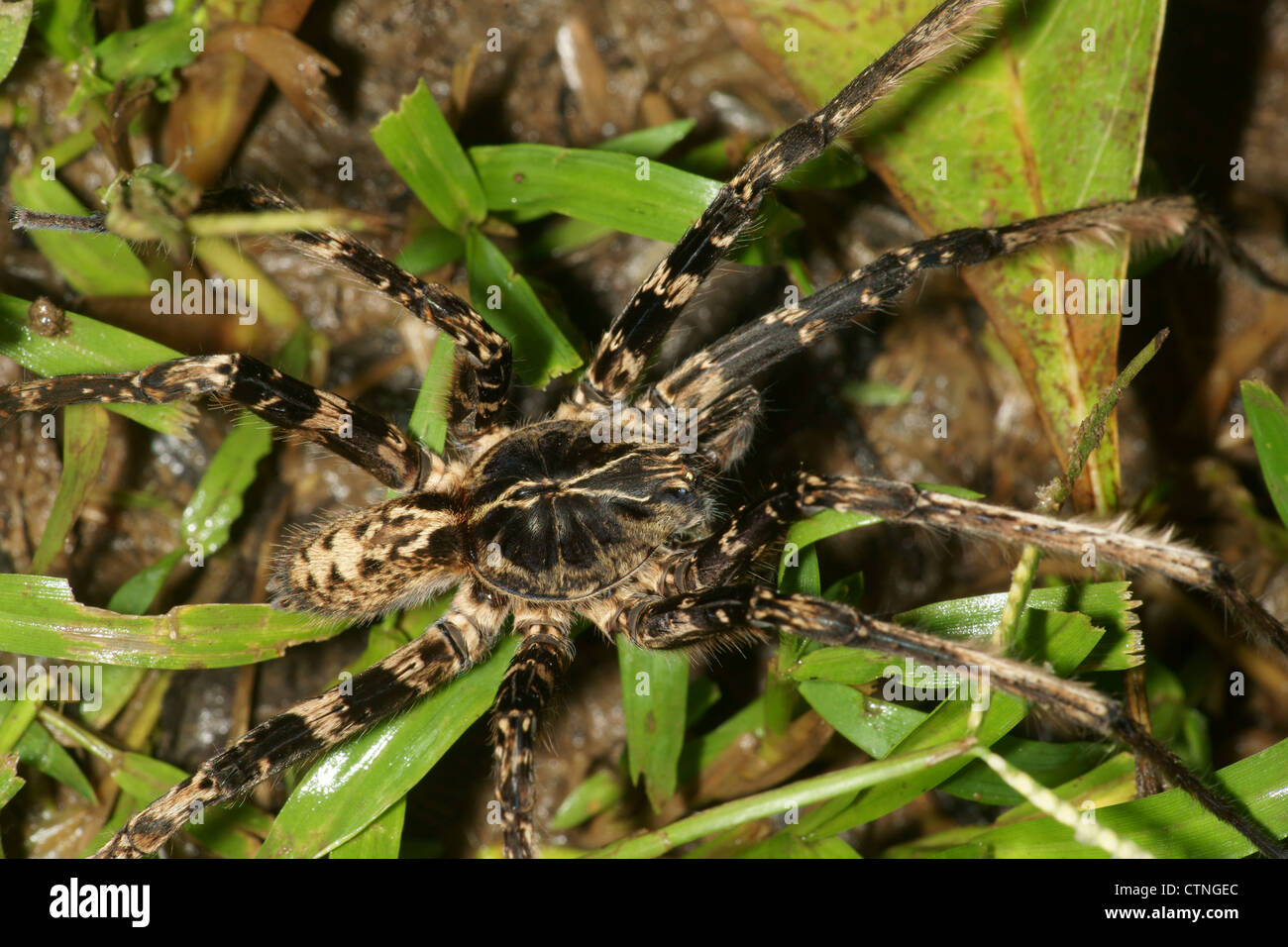Tarantula, un lupo ragno che dà la caccia mentre camminando sulla terra. Essi non costruire nastri Foto Stock