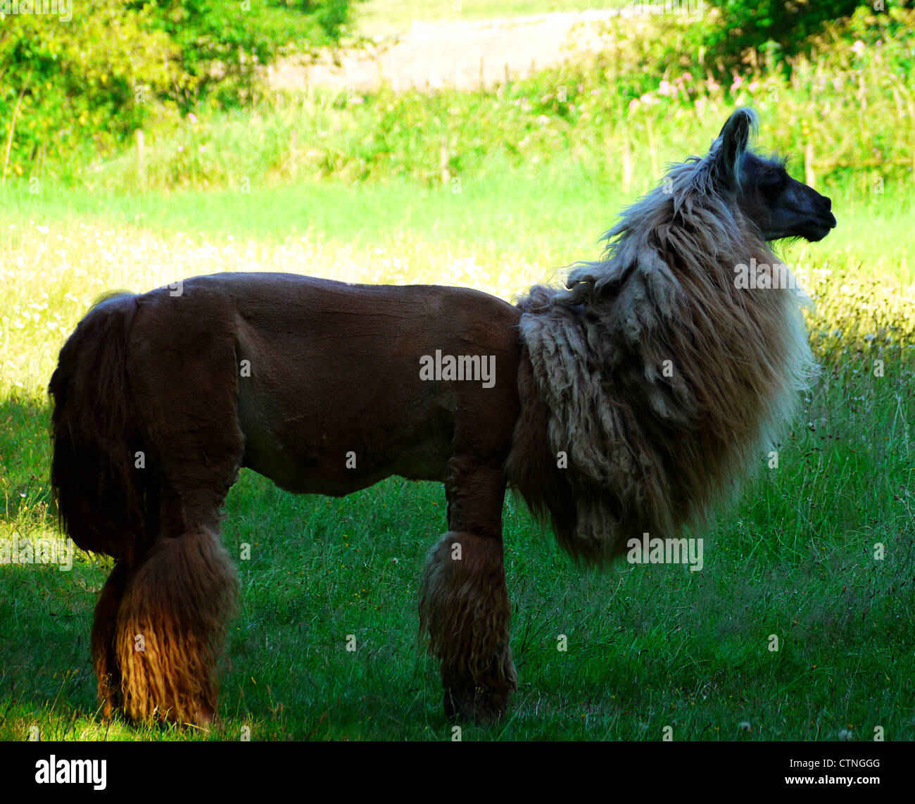 Brown Llama o Alpaca in posa di profilo Foto Stock