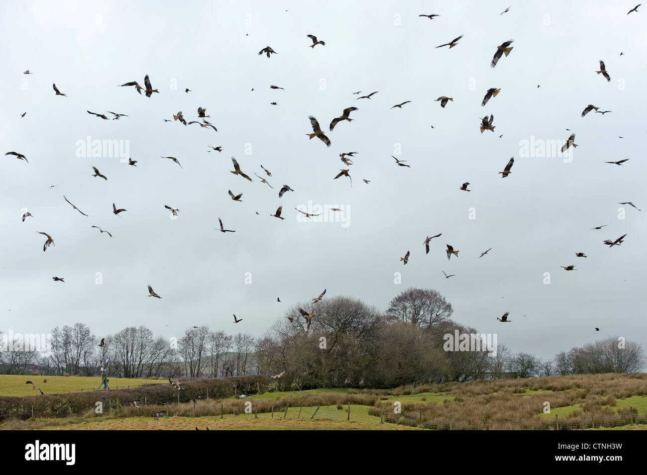 Grande gregge di red kites (Milvus milvus) la raccolta a Gigrin Farm stazione di alimentazione in Rhayader, metà del Galles. Gennaio 2011. Foto Stock