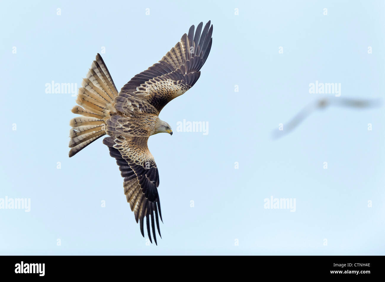 Un bambino nibbio reale (Milvus milvus) in volo. Gigrin Farm, Rhayader, metà del Galles. Gennaio. Foto Stock