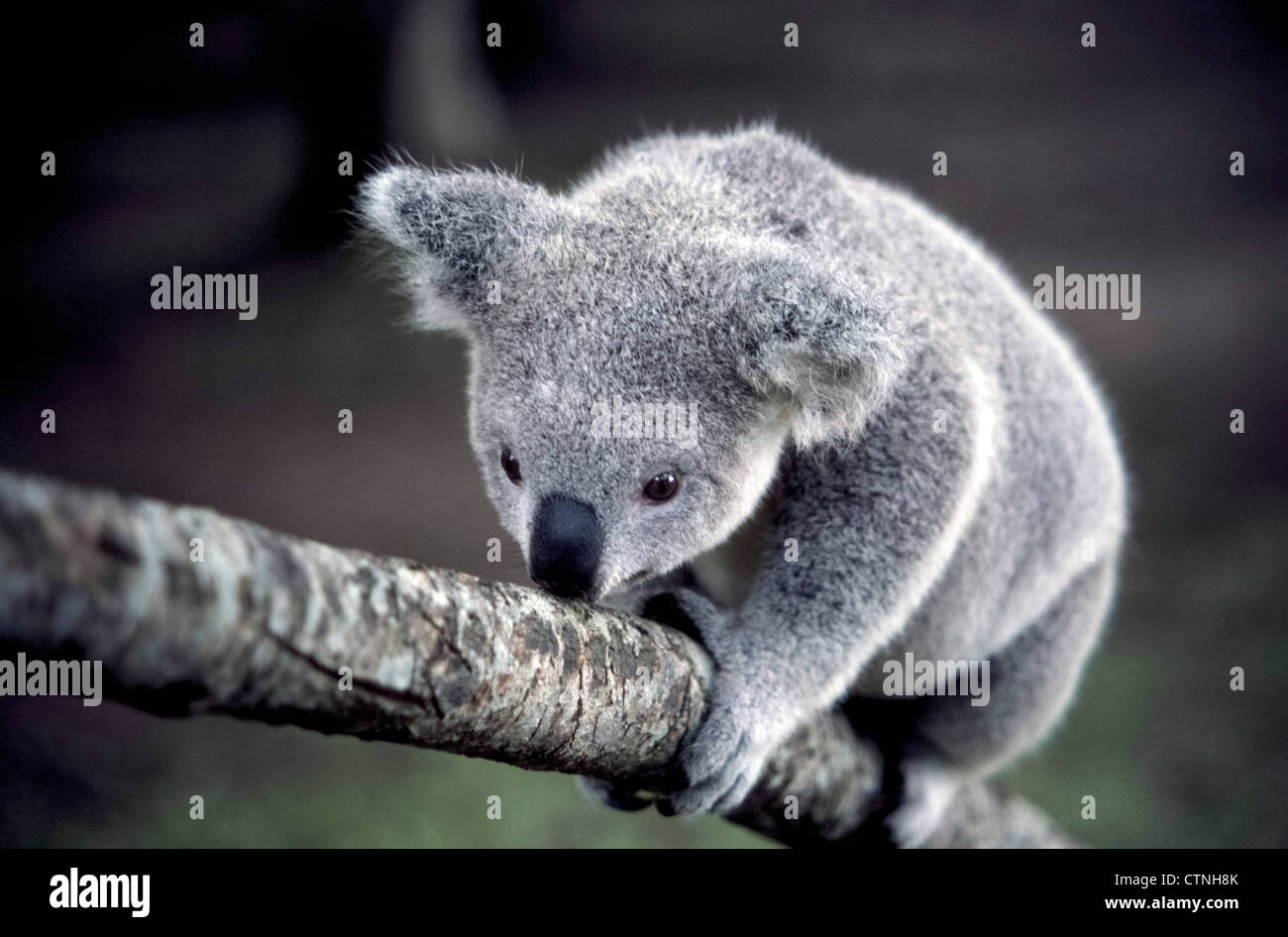 Un koala si arrampica su un ramo di albero utilizzando i contrapposti i pollici sulle sue zampe anteriori nel Santuario dei Koala di Lone Pine a Brisbane, Australia. Foto Stock
