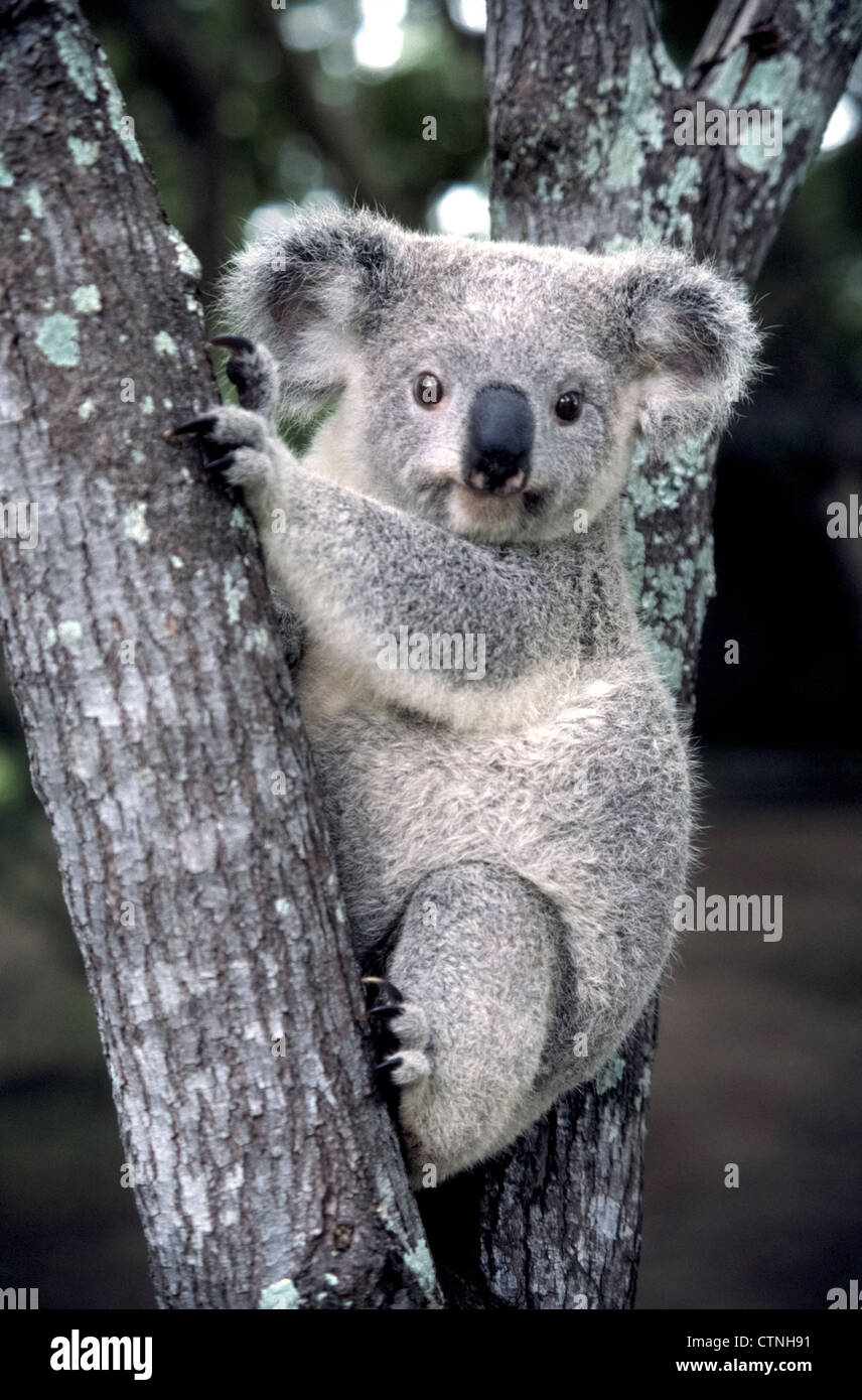 Il grande soulful occhi di un koala guardare i visitatori nel Santuario dei Koala di Lone Pine a Brisbane, Queensland, Australia. Foto Stock