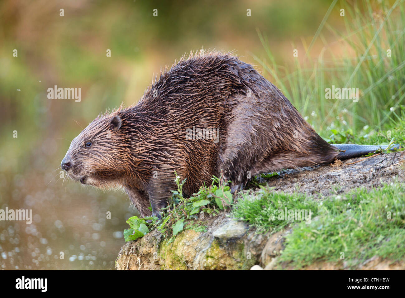 Beaver; Castor fiber; captive; Regno Unito Foto Stock