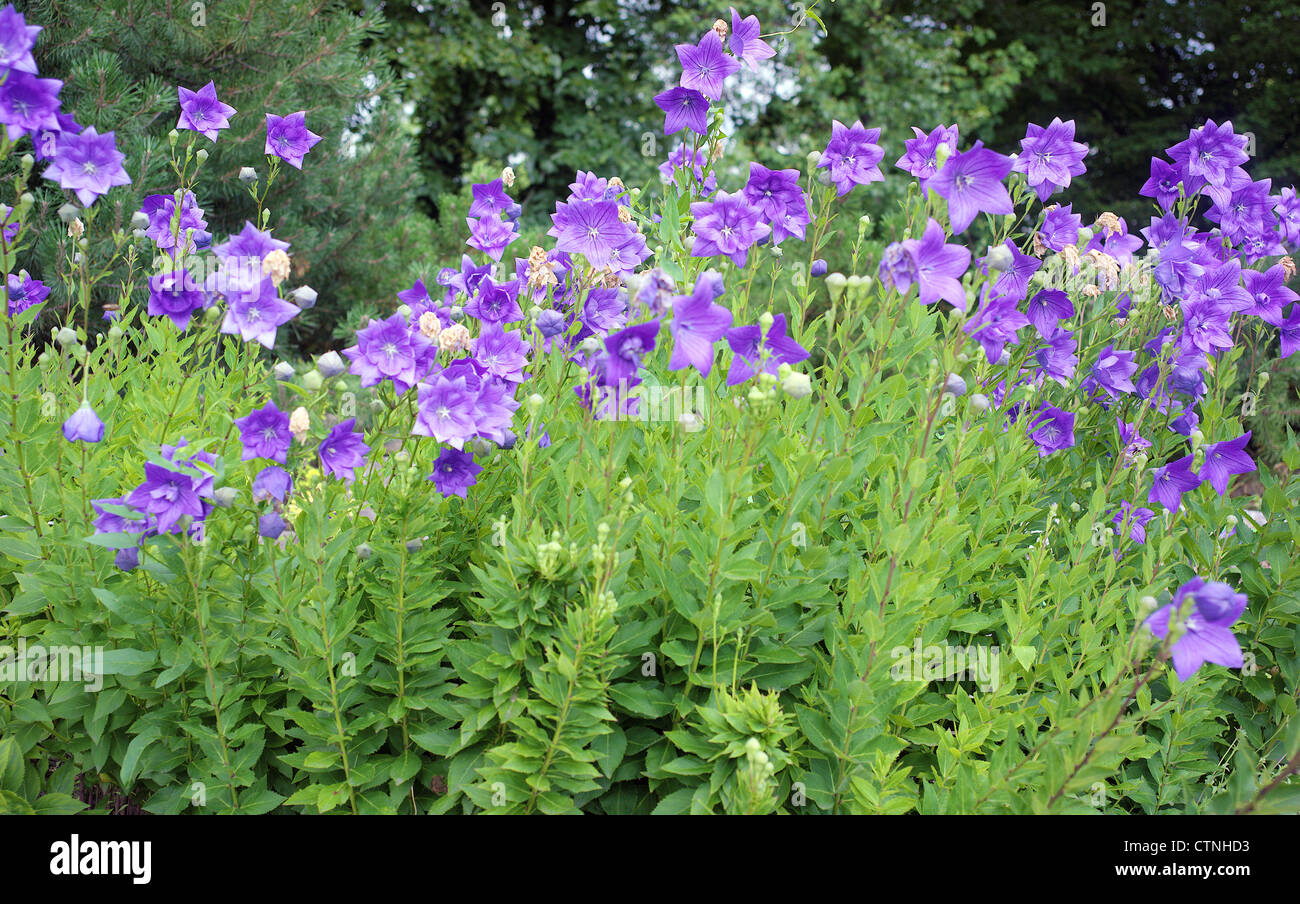 Blue mongolfiere fiori Platycodon grandiflorus Foto Stock