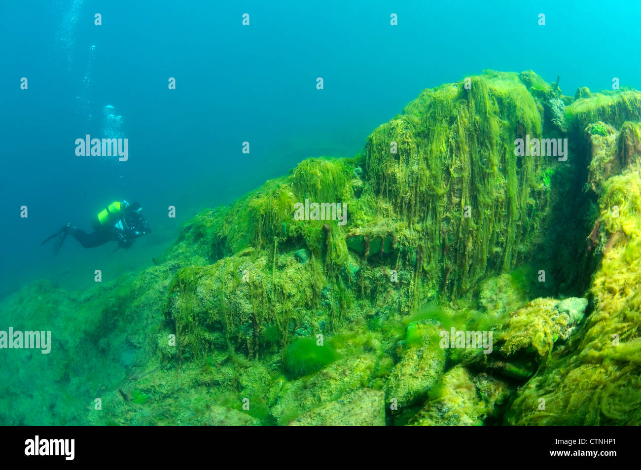 Acqua di seta, mermaid's tressses, o una coperta (erbaccia spirogira) la catastrofe ecologica per il lago Baikal Foto Stock