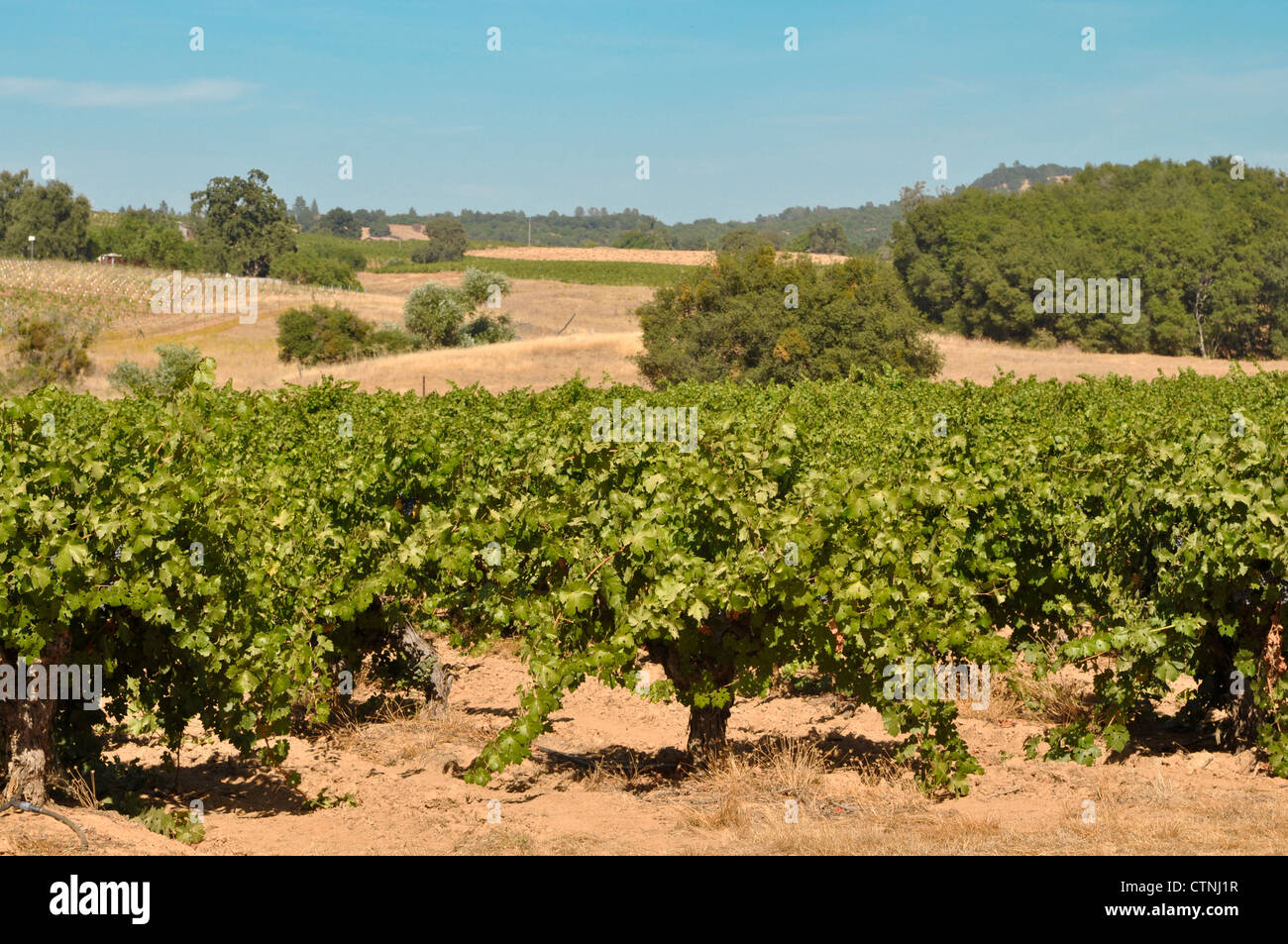 California Wine vigneto Foto Stock