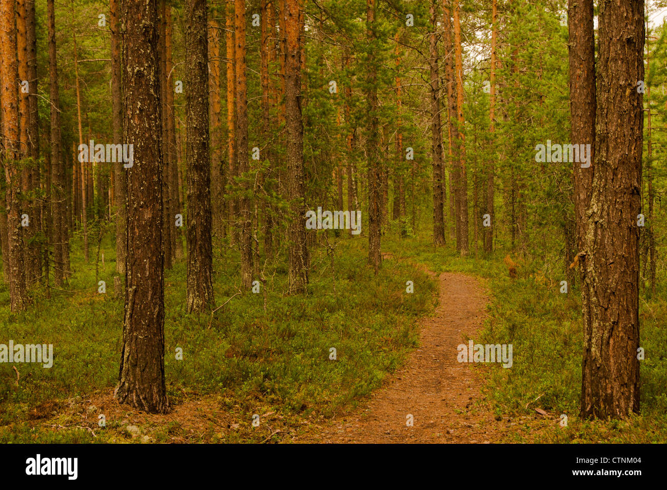 Sentiero nel bosco in una pineta immagini e fotografie stock ad alta ...