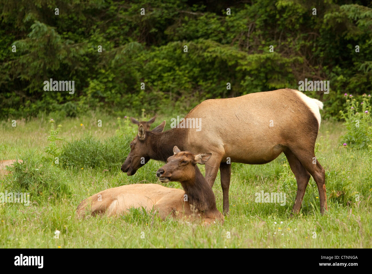 Roosevelt elk riposa in un prato nel nord della California, Stati Uniti d'America Nome latino Cervus canadensis roosevelti NOME COMUNE Roosevelt elk Foto Stock