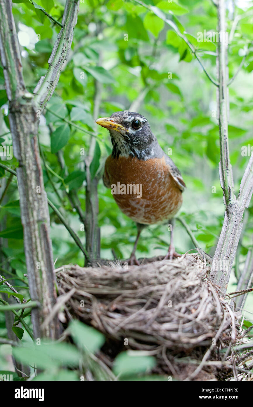 American Robin bird songbird at Nest - Vertical Foto Stock