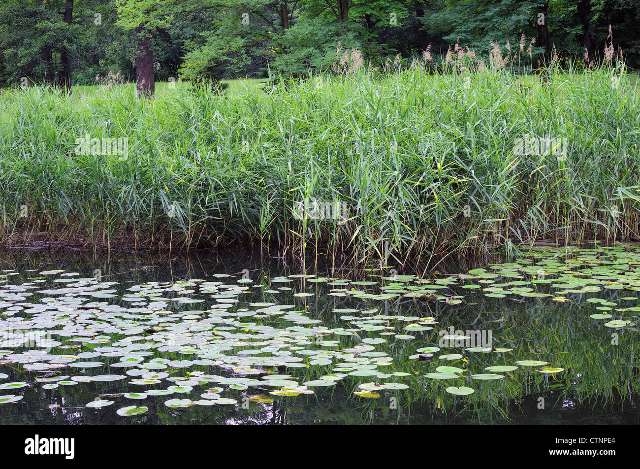 Ance e ancora tranquillo tranquillo Wroclaw acqua Park Szczytnicki Foto Stock