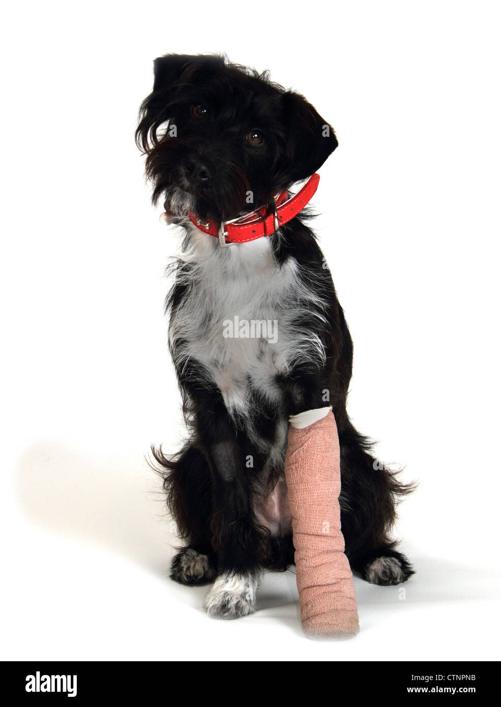 Jack Russell croce barboncino terrier con gamba ferita fotografato su uno sfondo bianco adatto per cut-out Foto Stock