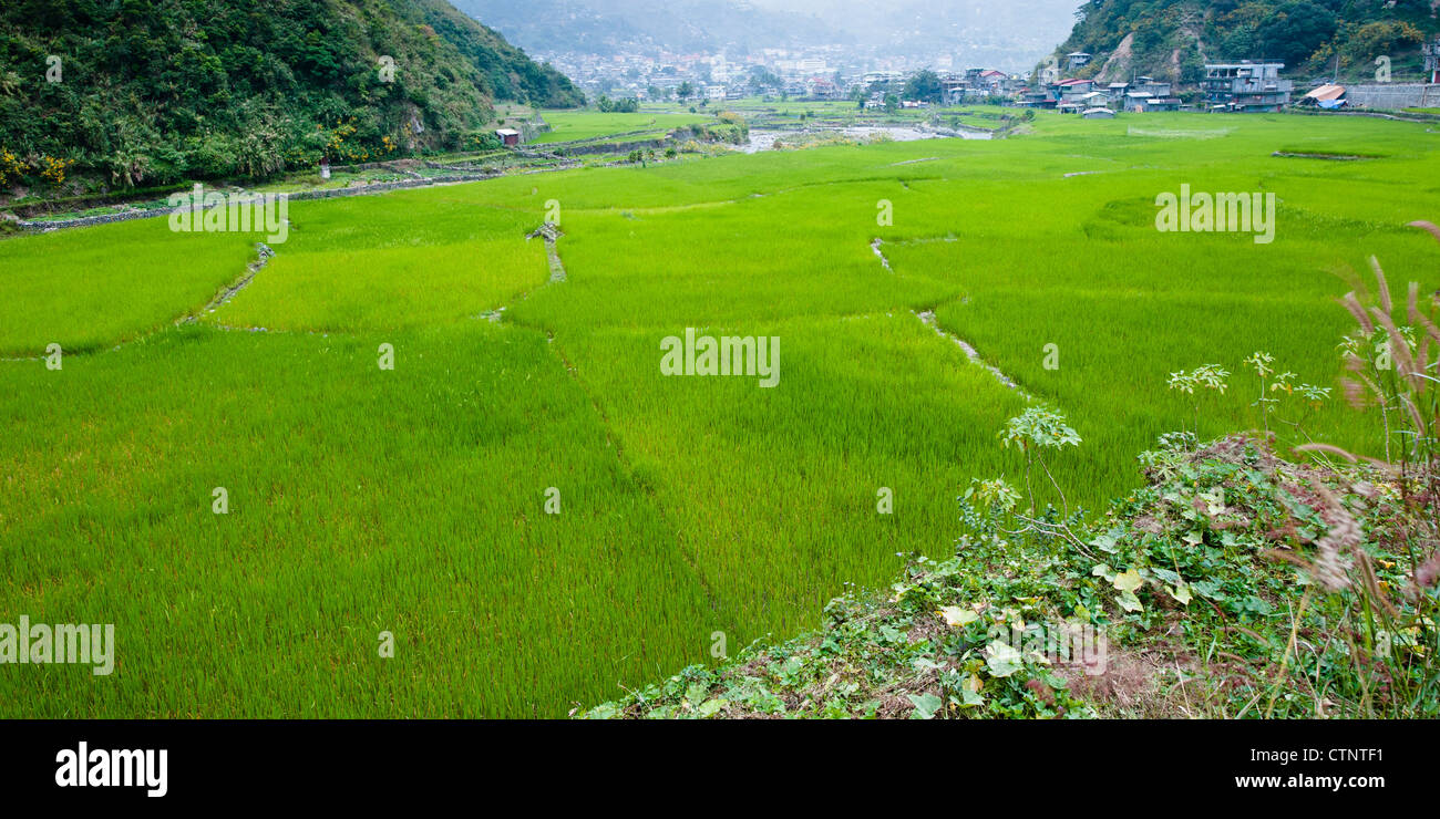 Risaie nella Cordillera, Filippine Foto Stock