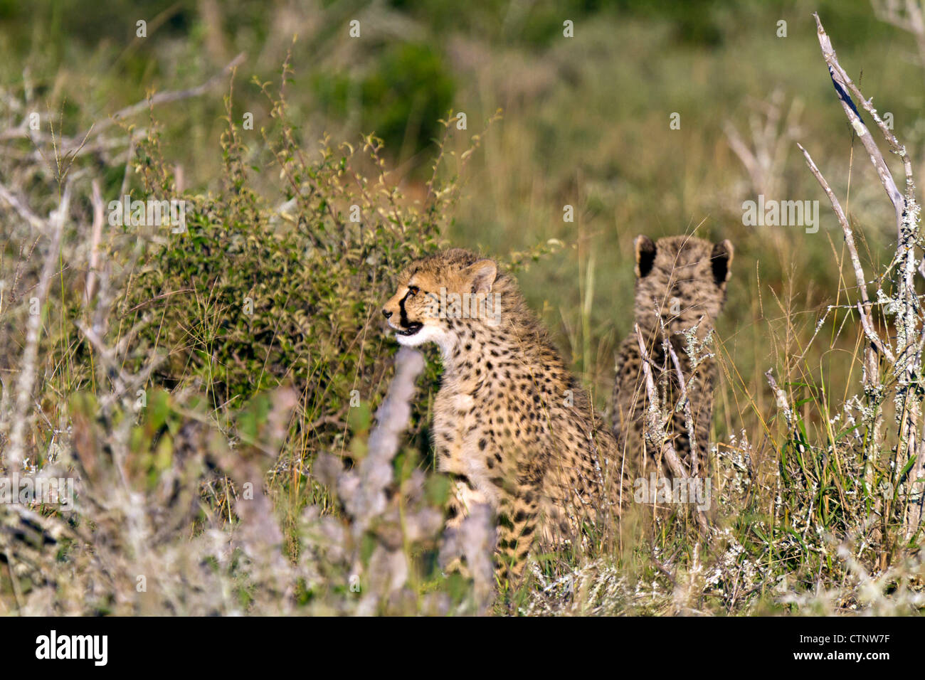 Due cuccioli di ghepardo nella macchia, Capo orientale, Sud Africa Foto Stock Due cuccioli di ghepardo nella macchia, Capo orientale, Sud Africa Foto Stock