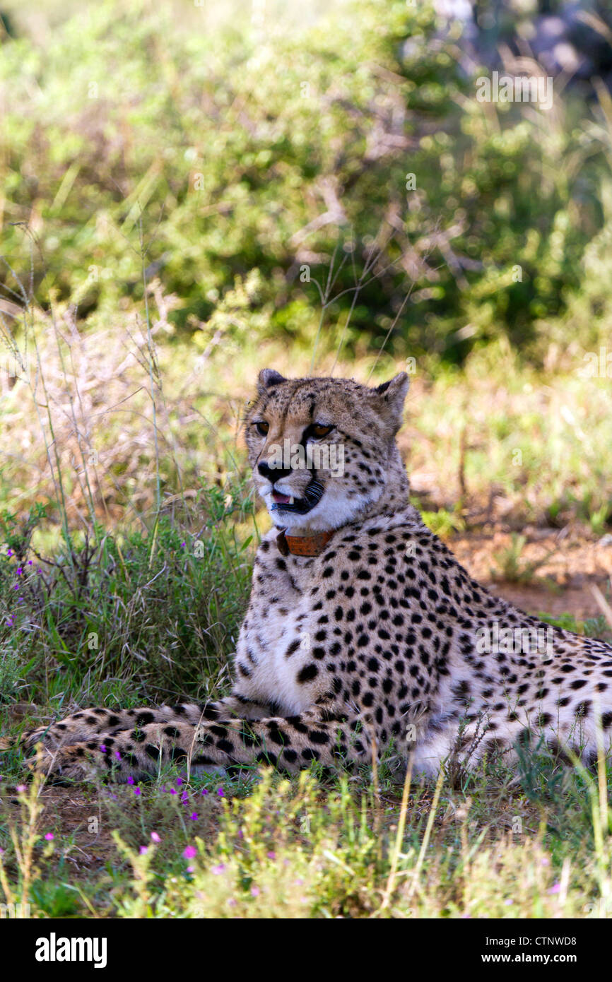Ghepardo femmina indossando il collare di tracking di riposo in ombra, Capo orientale, Sud Africa Foto Stock