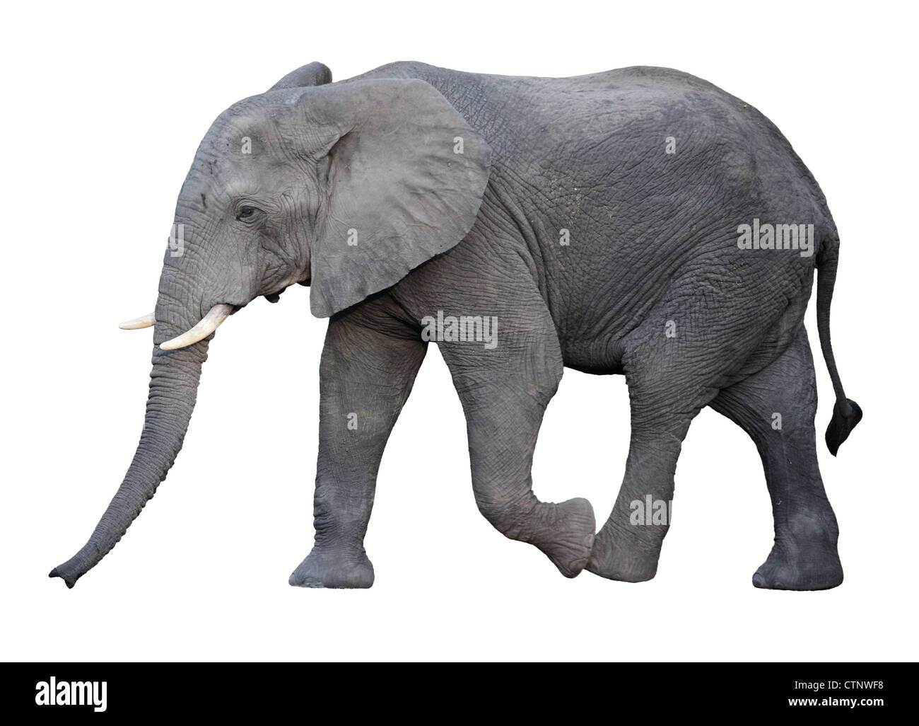 Adulto dell' elefante africano isolato su bianco Foto Stock